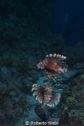 Lionfish (Pterois miles) swimming suspended at midwater. by Roberto Nistri 